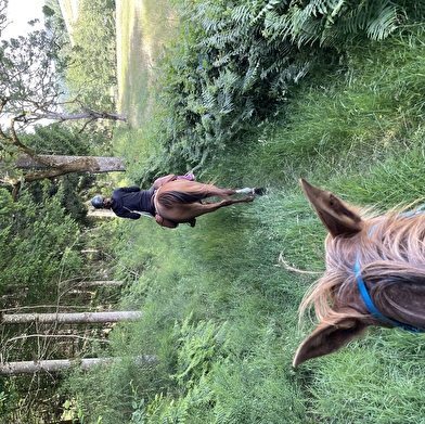Randonnée à cheval sportive vers le Morvan sur le chemin de Bibracte 