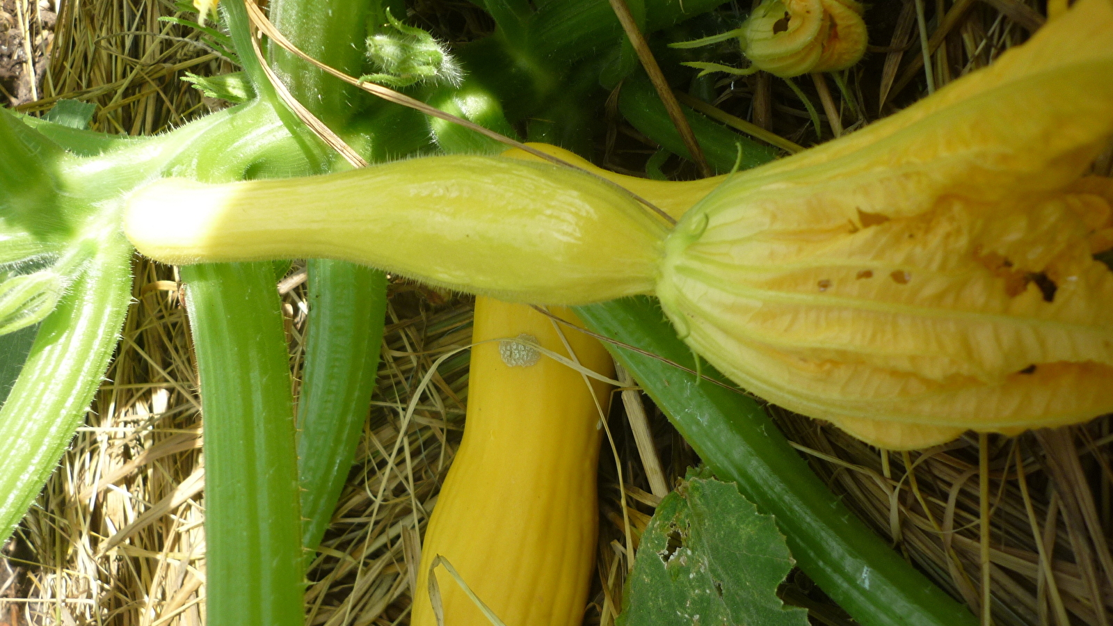 Du bon dans le pré