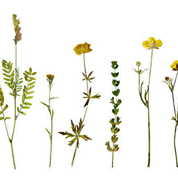 Atelier création d'un herbier - SEMUR-EN-AUXOIS