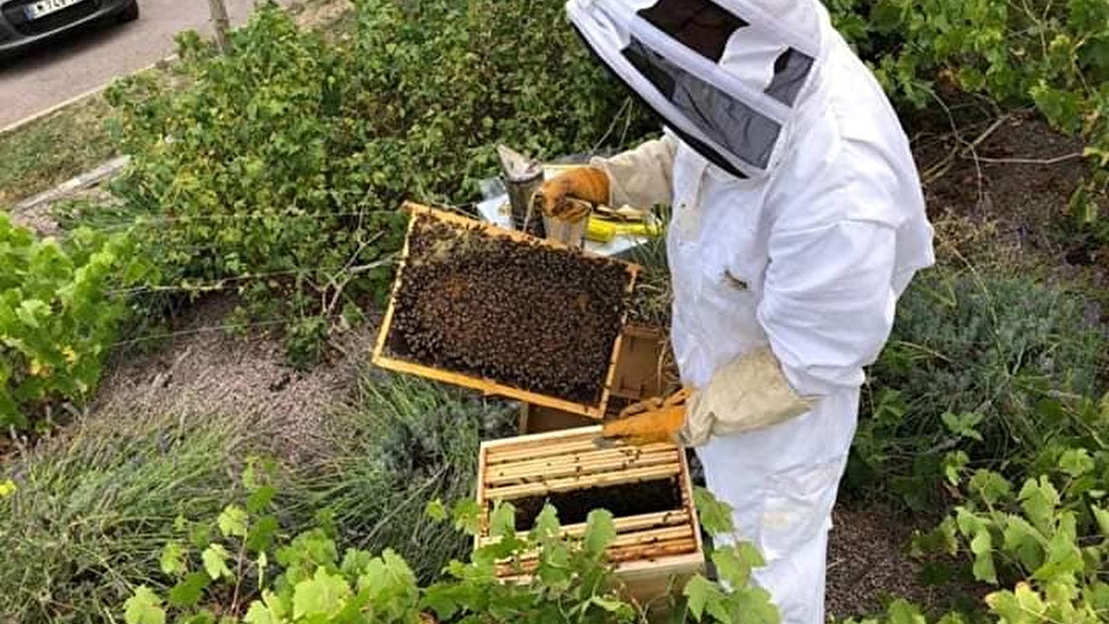 Les abeilles de la Terrière