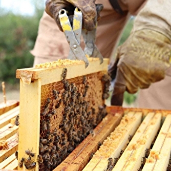 Stage d'initiation à l'apiculture - DOMPIERRE-EN-MORVAN