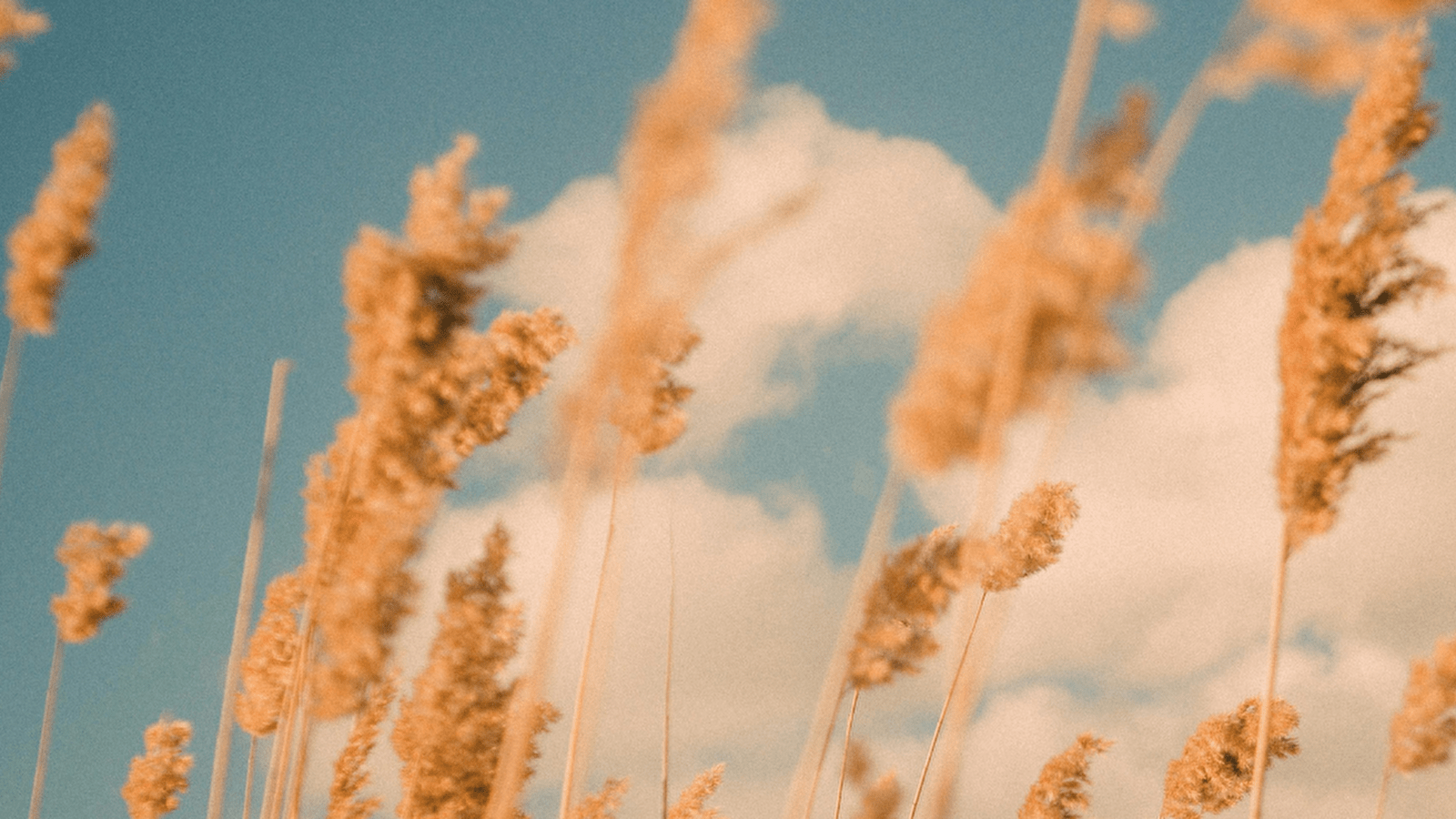 Daudan et ses amis ensemble pour UNICEF