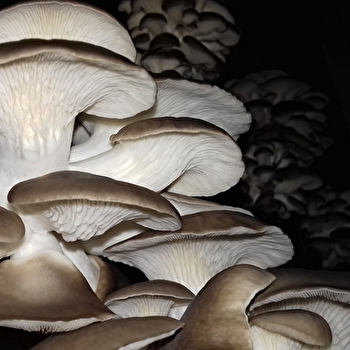 Champignonnière de Dijon - SAINT-MESMIN