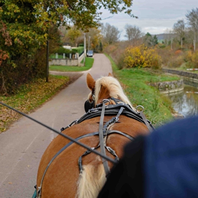 Les calèches de la Bohême