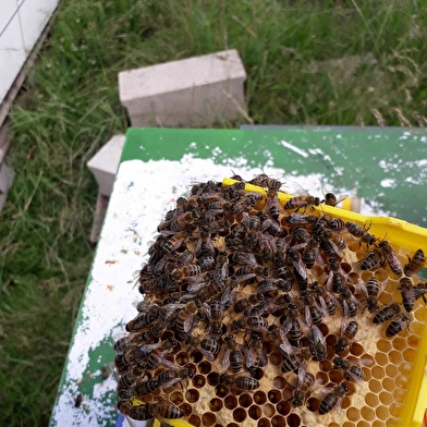 Les abeilles de la Terrière