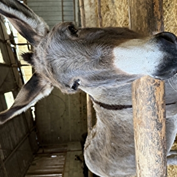 Câlinothérapie avec les ânesses - MASSINGY-LES-SEMUR