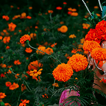 Todos latinos - SEMUR-EN-AUXOIS