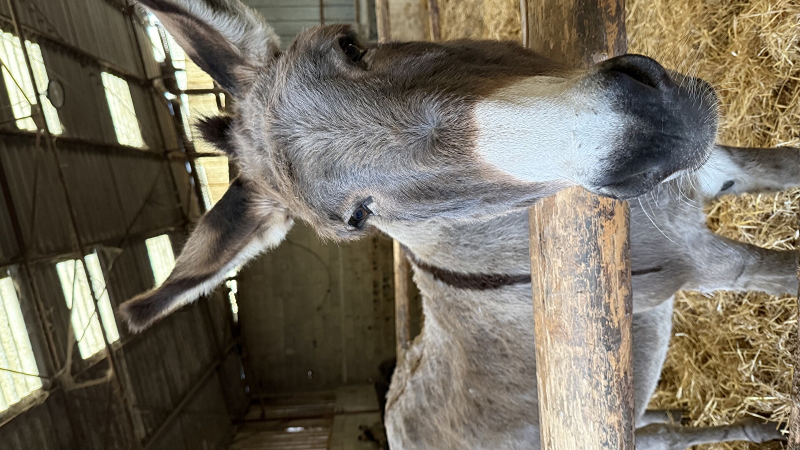 Câlinothérapie avec les ânesses